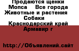 Продаются щенки Мопса. - Все города Животные и растения » Собаки   . Краснодарский край,Армавир г.